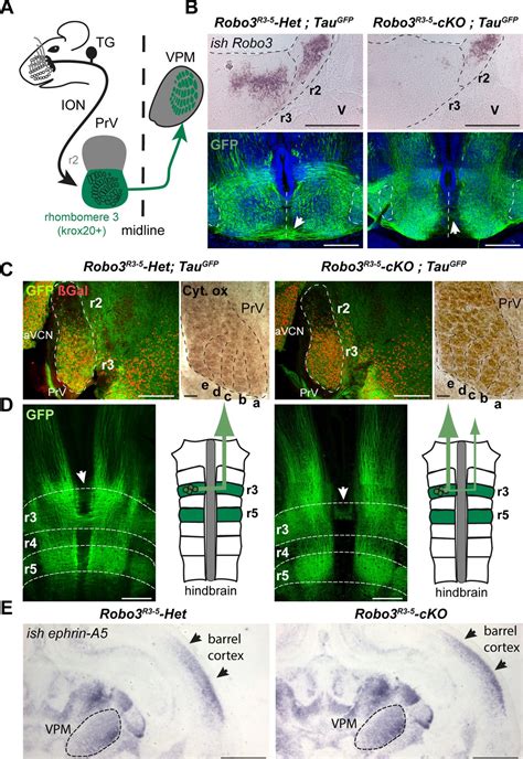 A mutant with bilateral whisker to barrel inputs unveils .